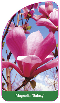 Magnolia 'Galaxy'