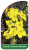 Potentilla fruticosa 'Klondyke'