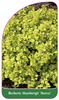 Berberis thunbergii 'Aurea'