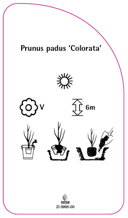 Prunus padus 'Colorata'