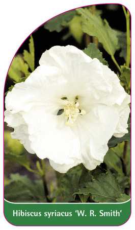 Hibiscus syriacus 'W. R. Smith'