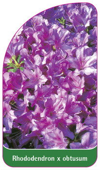 Rhododendron x obtusum