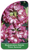 Rhododendron-Hybride 'Prince Karneval'