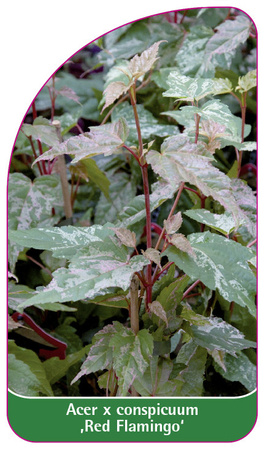 Acer x xonspicuum ,Red Flamingo'