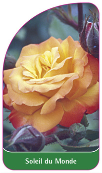 Soleil du Monde