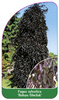 Fagus sylvatica 'Rohan Obelisk'