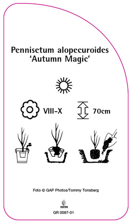 Pennisetum alopecuroides 'Autumn Magic'