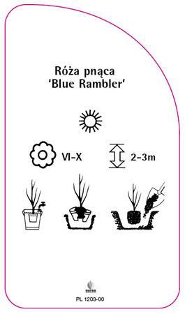 Pnoucí růže 'Blue Rambler'