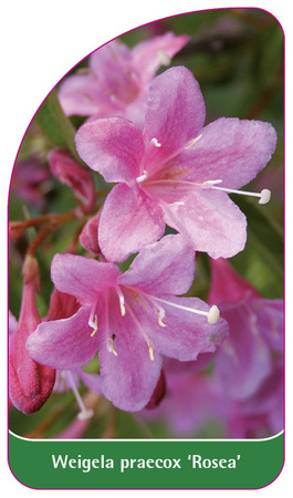 Weigela praecox 'Rosea'