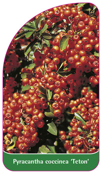 Pyracantha coccinea 'Teton'