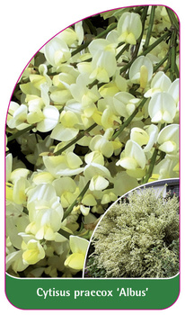 Cytisus praecox 'Albus'