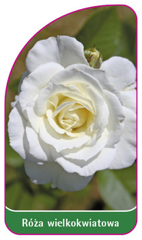 Róza wielkokwiatowa Nr. 221 A