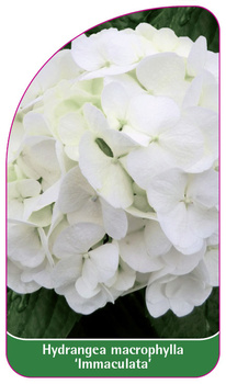 Hydrangea macrophylla 'Immaculata'