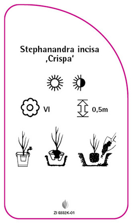 Stephanandra incisa ,Crispa'