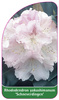 Rhododendron yakushimanum 'Schneverdingen'