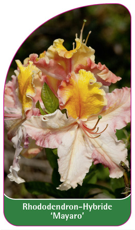 Rhododendron-Hybride 'Mayaro'