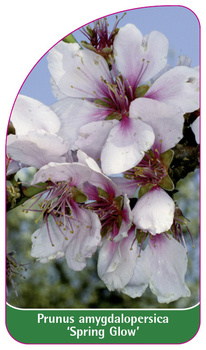 Prunus amygdalopersica 'Spring Glow'