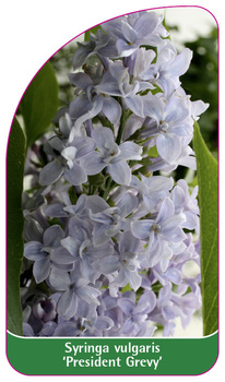 Syringa vulgaris 'President Grevy'