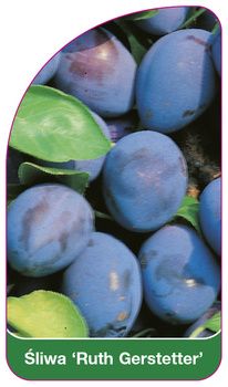 Śliwa 'Ruth Gerstetter'
