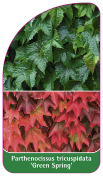 Parthenocissus tricuspidata 'Green Spring'