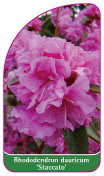 Rhododendron dauricum 'Staccato'