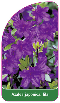 Azalea japonica, lila