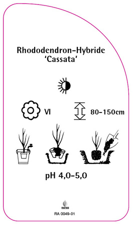 Rhododendron-Hybride 'Cassata'