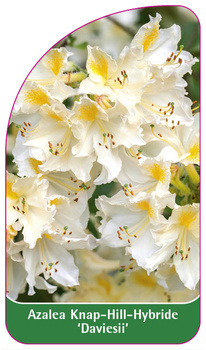 Azalea Knap-Hill-Hybride 'Daviesii'