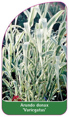 Arundo donax 'Variegatus'