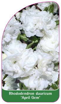 Rhododendron dauricum 'April Gem'