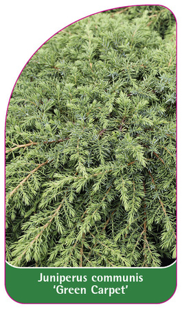 Juniperus communis 'Green Carpet'