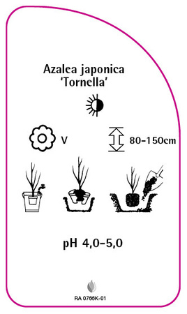 Azalea japonica 'Tornella'