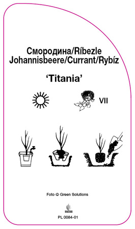 Porzeczka 'Titania'