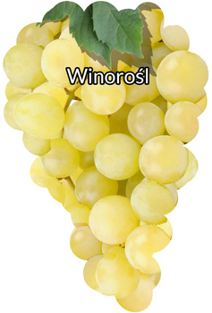 Žlutá vinná réva Blank