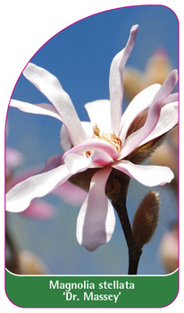 Magnolia stellata 'Dr. Massey'