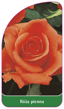 Roza pienna Nr. 9