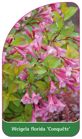 Weigela florida 'Conquête'