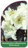 Rhododendron williamsianum 'Rothenburg'