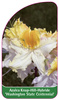 Azalea Knap-Hill-Hybride 'Washington State Centennial'