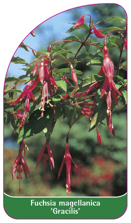 Fuchsia magellanica 'Gracilis'