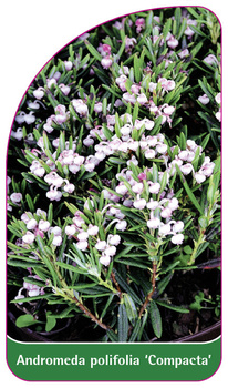 Andromeda polifolia 'Compacta'