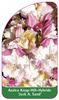 Azalea Knap-Hill-Hybride 'Jack A. Sand'