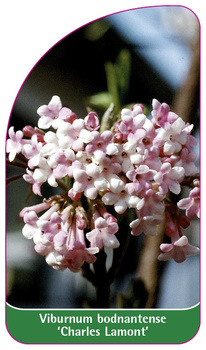 Viburnum bodnantense 'Charles Lamont'