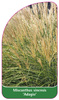 Miscanthus sinensis 'Adagio'