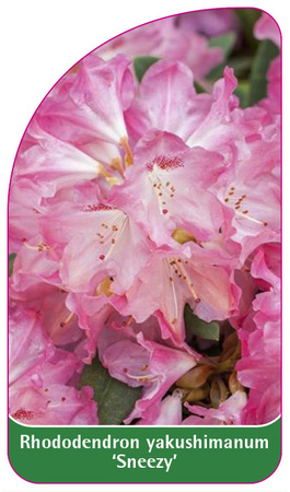 Rhododendron yakushimanum 'Sneezy'