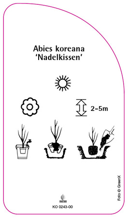 Abies koreana 'Nadelkissen'