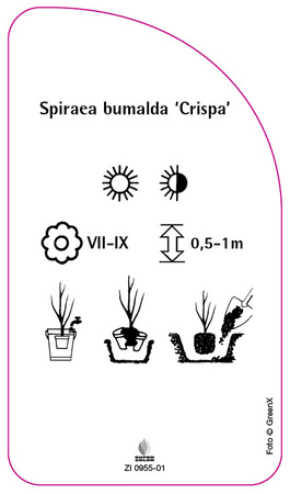 Spiraea bumalda 'Crispa'