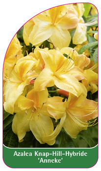Azalea Knap-Hill-Hybride 'Anneke'