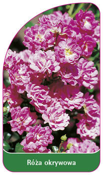 Róza okrywowa