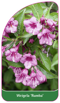 Weigela 'Rumba'